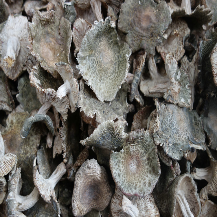 干菜梨菇 野生青菇 青头菌 青面菇 蘑菇 产价批发 质量可靠