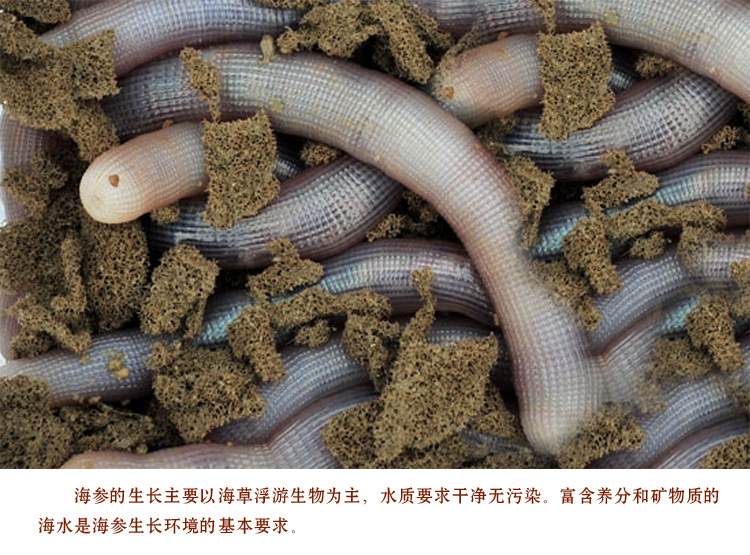 批发北海沙虫干 海地龙水产海鲜干货 干制天然去沙袋沙虫 500g