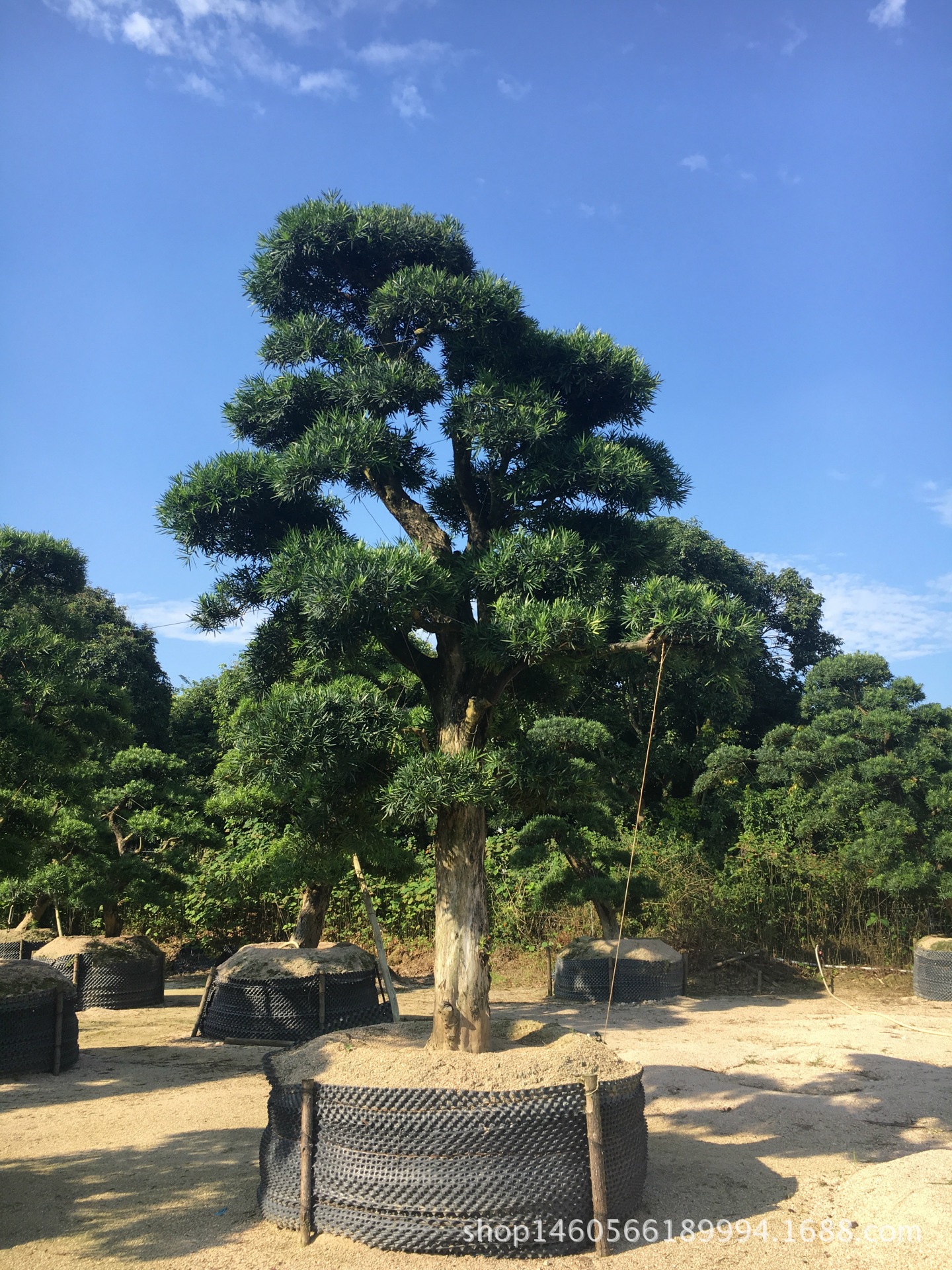 罗汉松盆景造型罗汉松精品罗汉松进口罗汉松