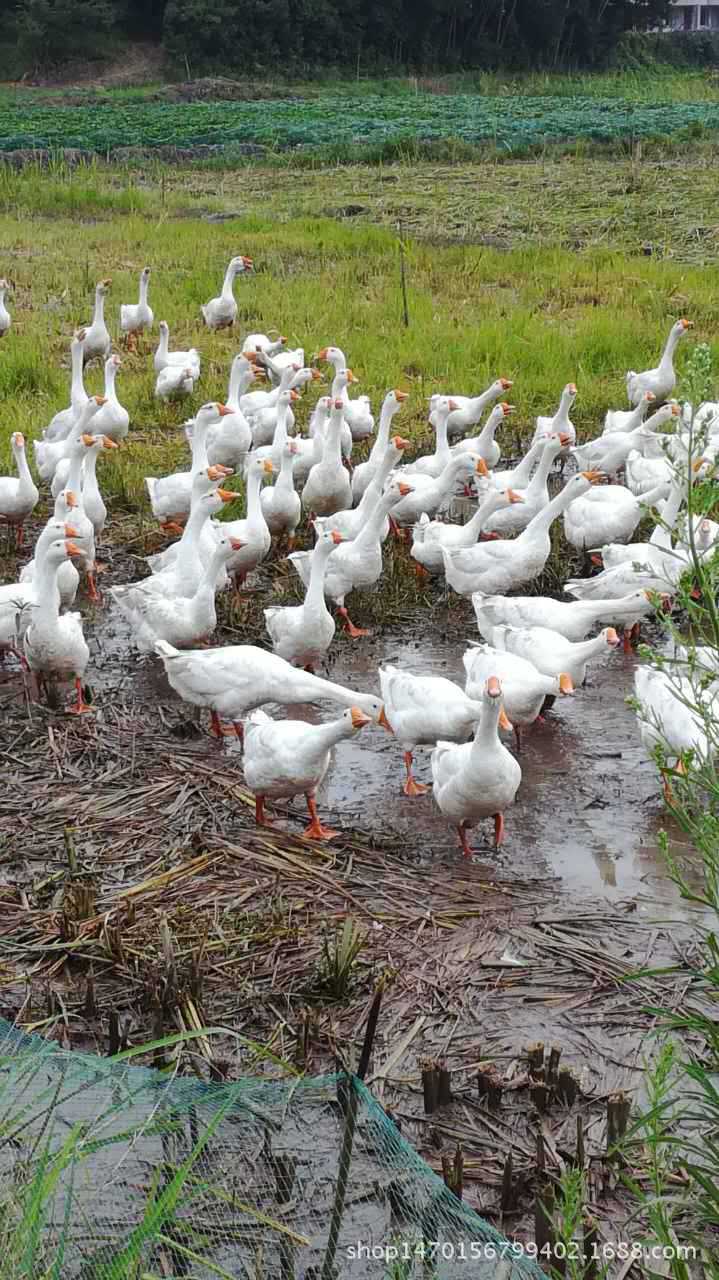 高山喂养***土鹅 农家散养本地鹅 优质家禽肉质鲜嫩酒店餐饮