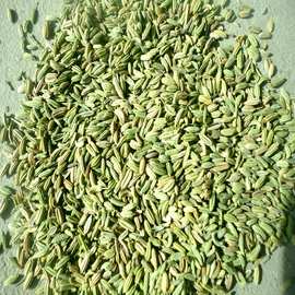 新货香料小茴香甘肃民勤产地一手货源供应 果实子仁类 可做香料