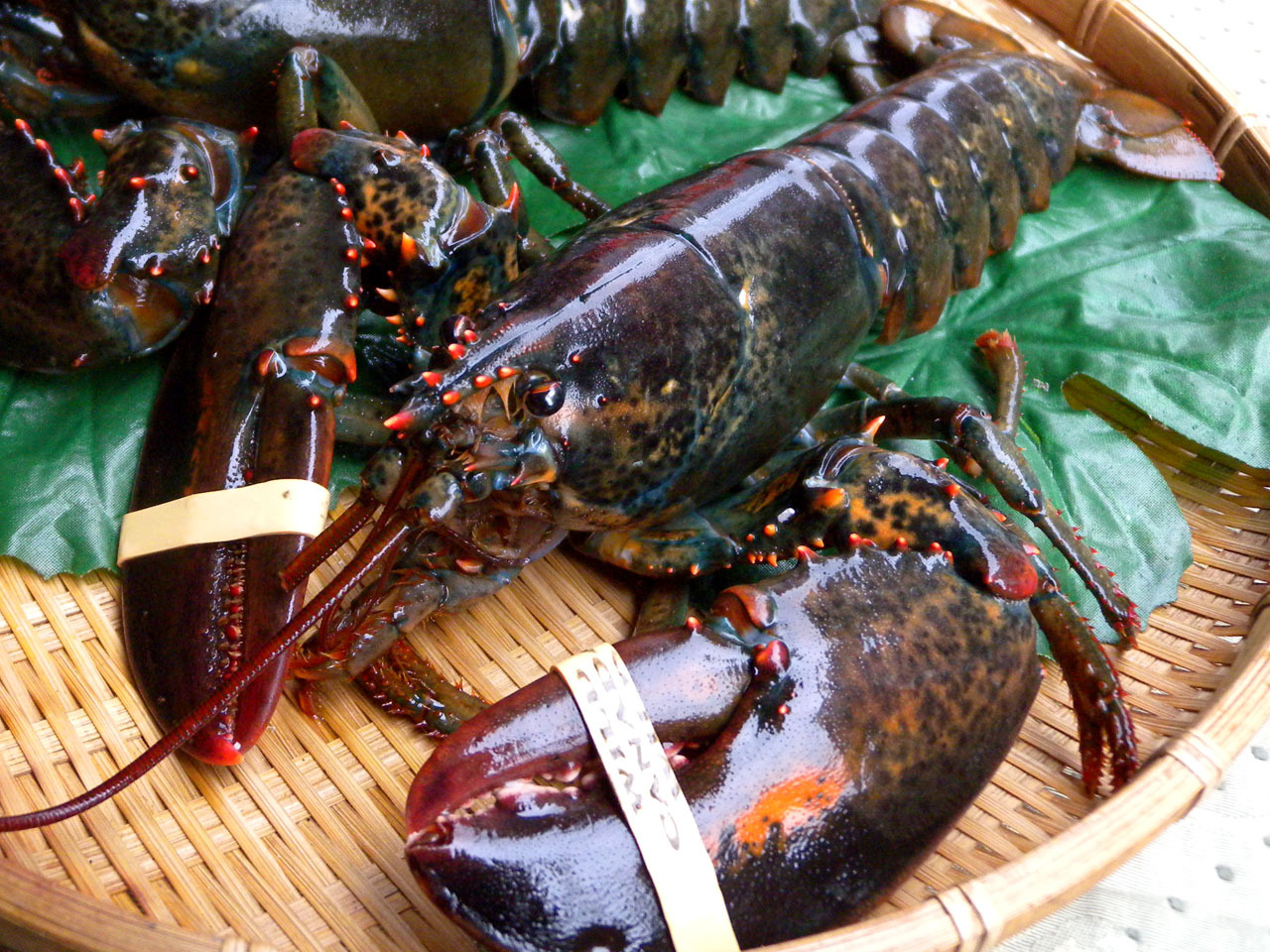 波士顿龙虾 冰鲜野生 瑞恒进口 酒店宴会群餐专供 480g-600g/只