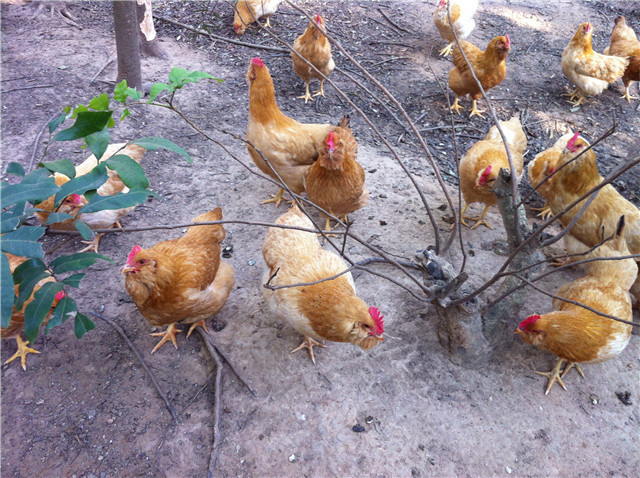 广东本地土鸡,广东散养三黄鸡,深圳三黄鸡,广东走地鸡,果园鸡