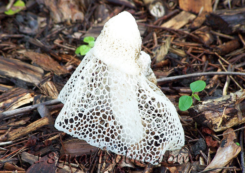 云南特产新鲜竹荪花