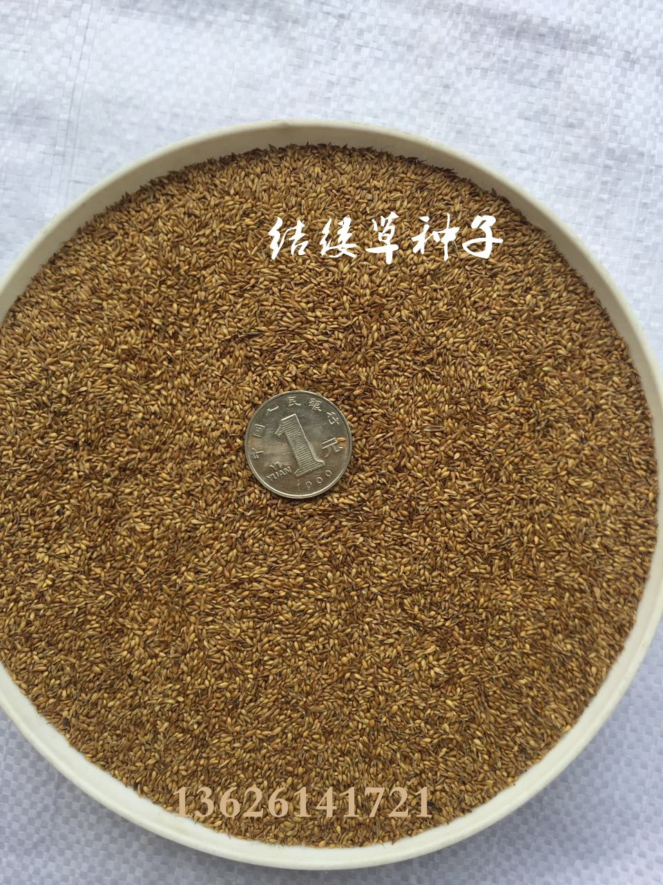 进口草皮 草籽结缕草,美观常绿,耐践踏, 结缕草种子