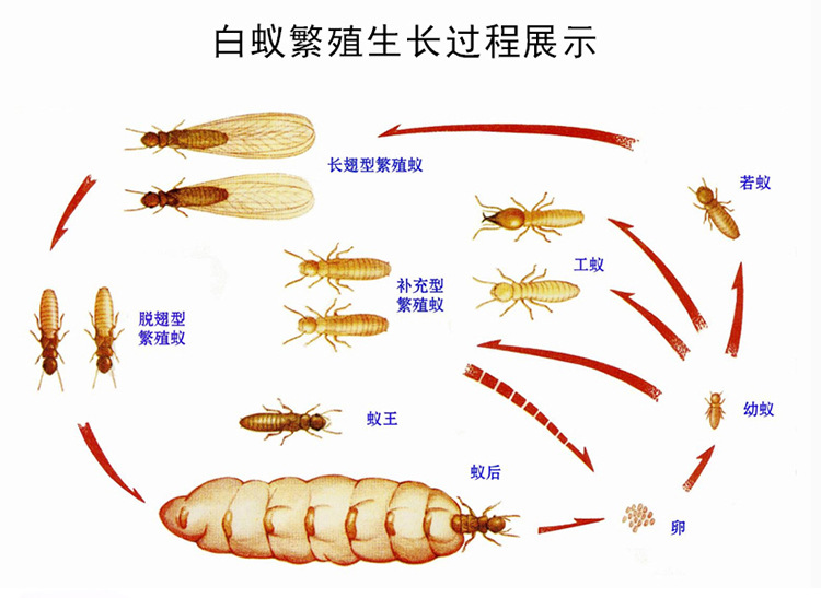 白蚁怎么消灭才干净图片