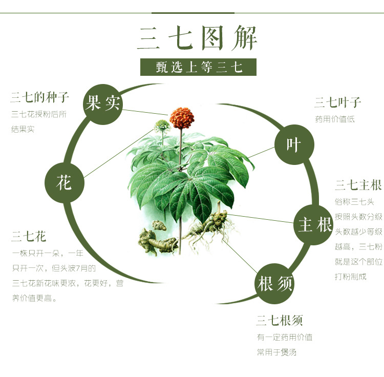 文山三七 长七30头 云南特产 名贵药材 规格齐全 中草药 中药材