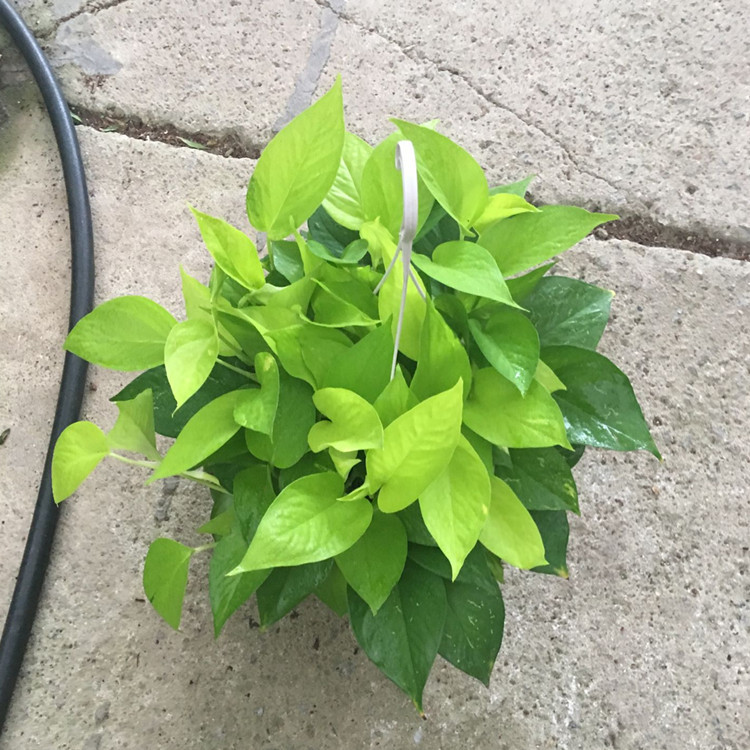 【基地直供】批发室内盆栽 180黄金葛  净化空气 家居绿植