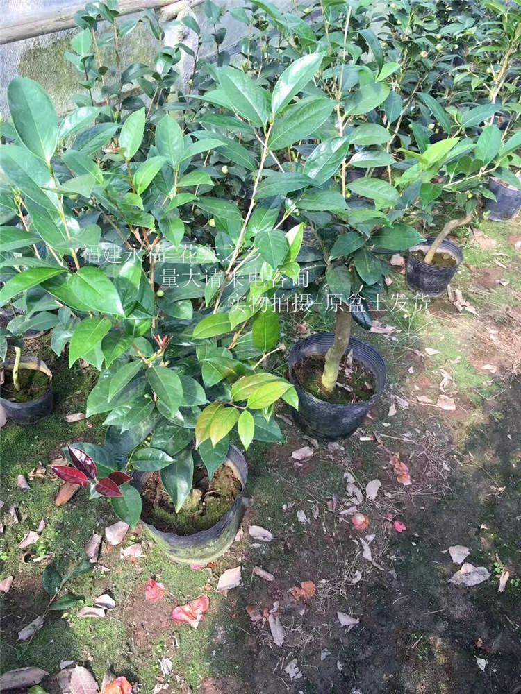 花农产地茶花 嫁接金花茶 伊莎安妮茶花 3公分左右粗