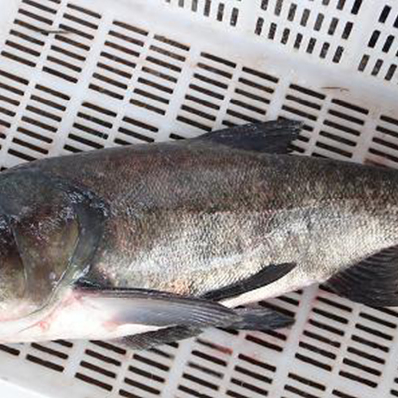 热销淡水鱼类花鲢鱼 胖头鱼 包头鱼 大头鱼 厂家批量直销