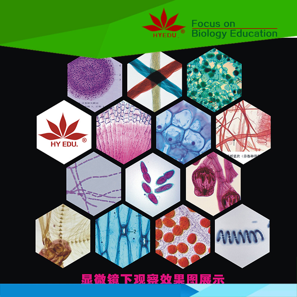 中学教学切片动植物胚胎微生物木盒装200种显微镜切片套装