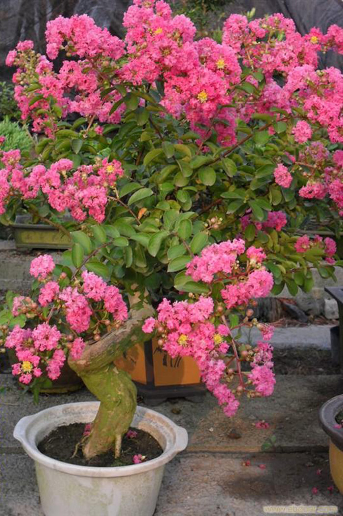 红火球紫薇微型盆景掌上盆景小老桩矮霸小盆景红花紫薇绿植