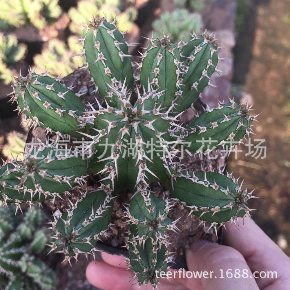 大戟科 大将军 大棚直售 桌面绿植小盆栽绿植