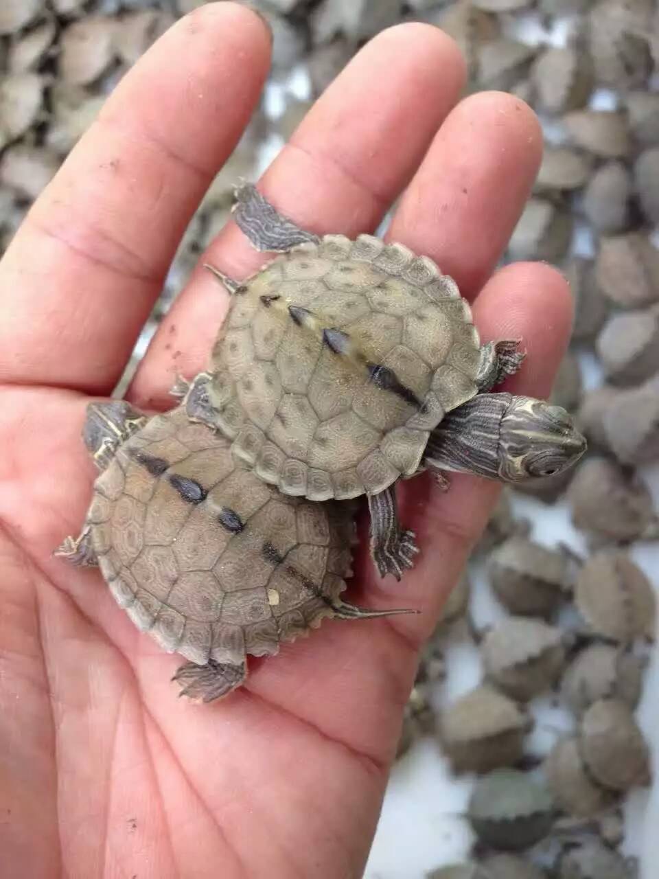 大量批发地图龟苗 活体小乌龟宠物 水龟 密西西比地图龟【3-4cm】
