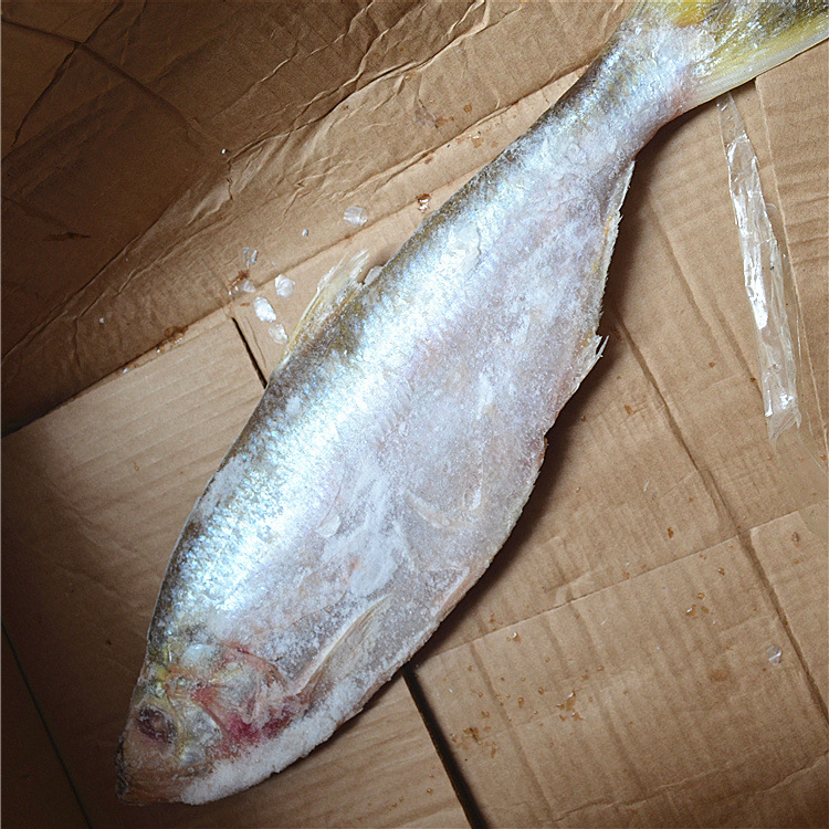 大规格冷冻海鲜 冻品供应 鳓鱼 3以上白力鱼 白鳞鱼进口水产批发