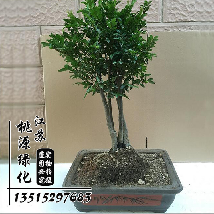 【小叶虎刺盆景】_小叶虎刺盆景厂家_小叶虎