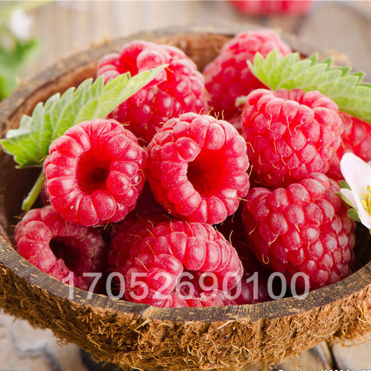 覆盆子种子(纯进口)树莓种子蔬菜种子欧美四大水果之一水果种子