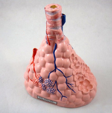 肺泡模型 科学科教玩具 儿童教学器材 人体器官模型