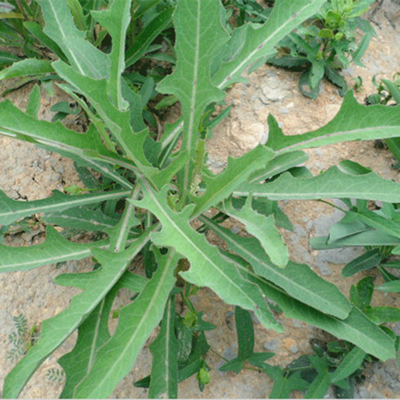 武都区五库高山苦苣菜