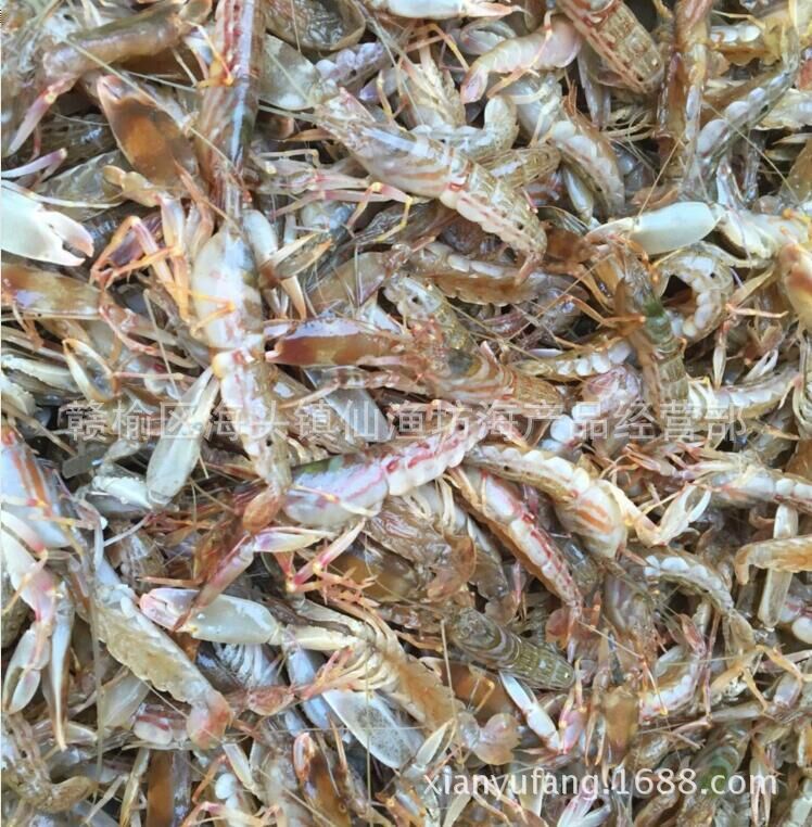 皮皮虾琵琶虾虾婆皮虾海鲜鲜活野生小虎虾竹节虾虎皮虾白虾拉腿虾