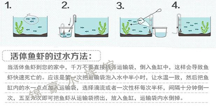 渔场直销热带观赏鱼批发新品种烟熏德系神仙鱼燕子鱼幽灵神仙鱼