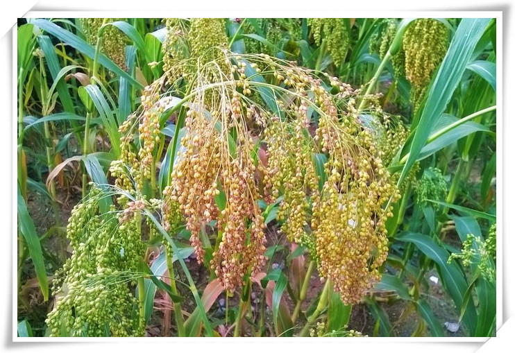 昌岳供应大黄米糜子黍米提取物