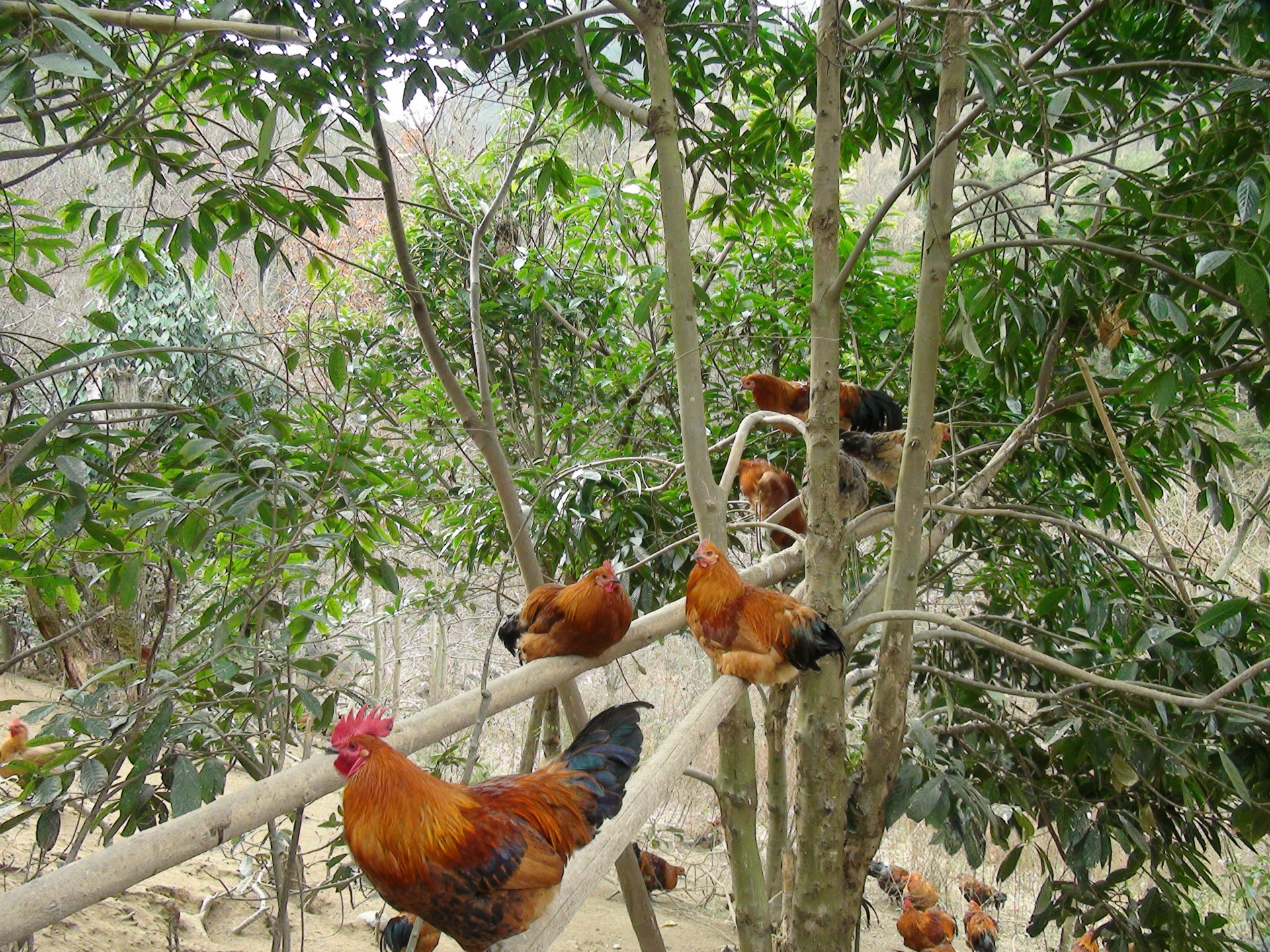 绿色养殖 土鸡绿色有机散养土鸡 健康生态土鸡