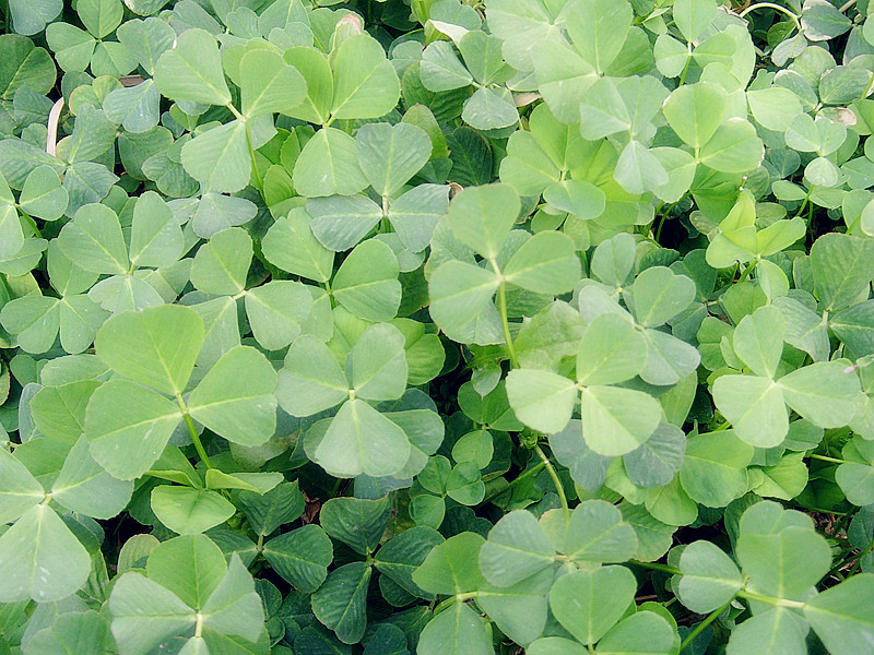 秧草三叶酱腌菜早晚小菜餐桌菜绿色无公害农产品镇江地方特产袋