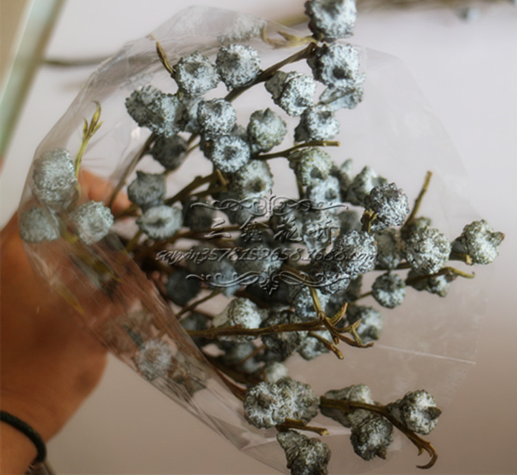 【尤加利果】天然干果 真花 白桉树果云南基地厂家直销 特价批发