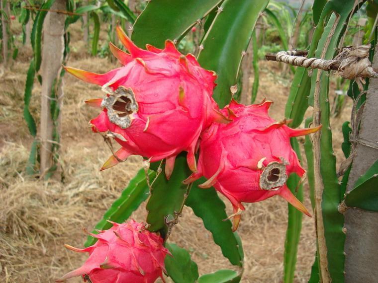 超甜优质火龙果 白心火龙果 ***种植 新鲜水果特价批发