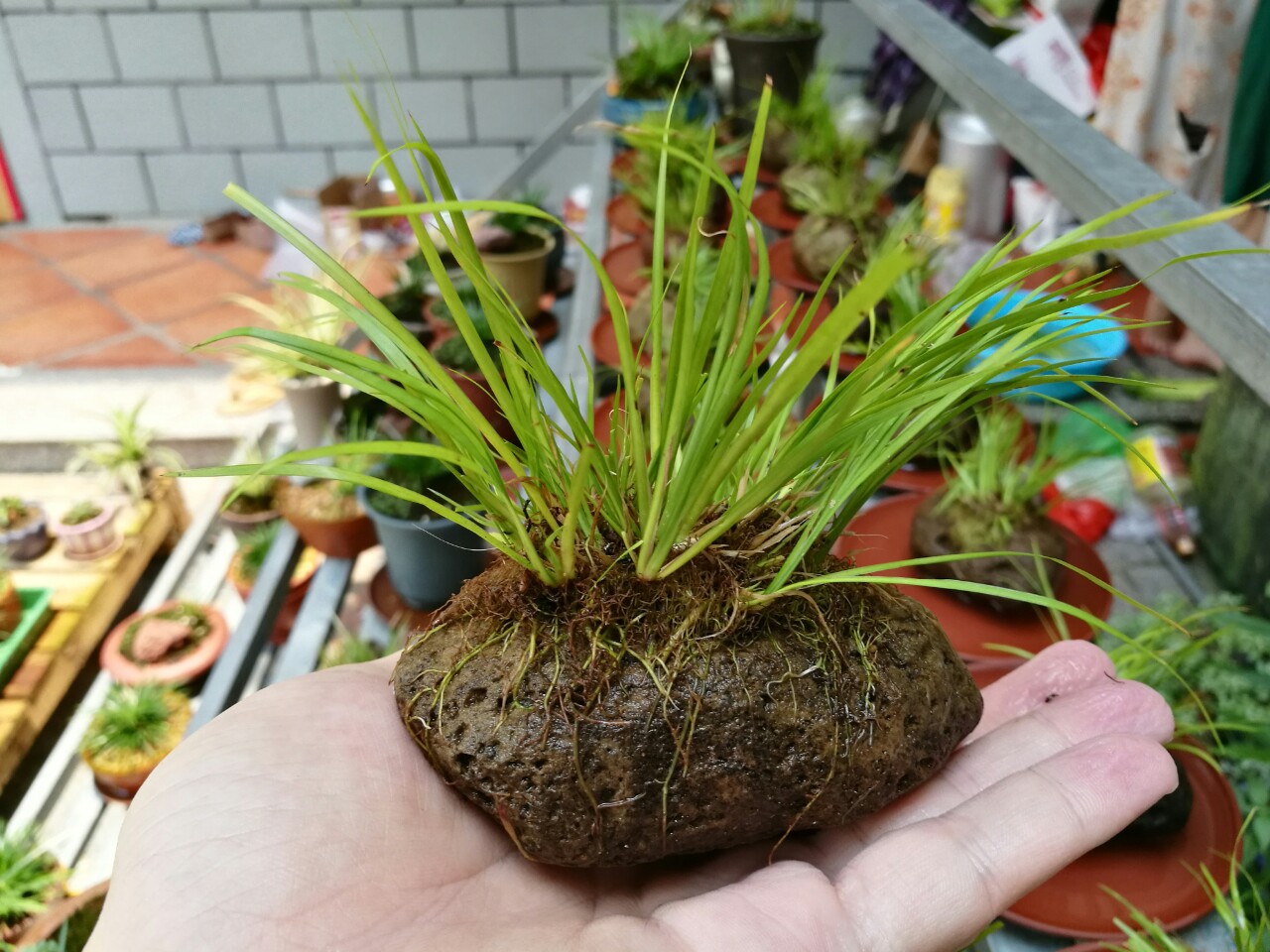 日本原盆浮石黄金姬黄金姬黄金姬菖蒲黄金姬老桩菖蒲