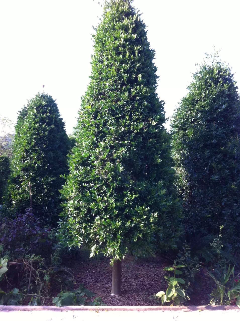 低价供应竹柏 树形优美竹柏树 湖南优质竹柏树 绿化苗木基地自销