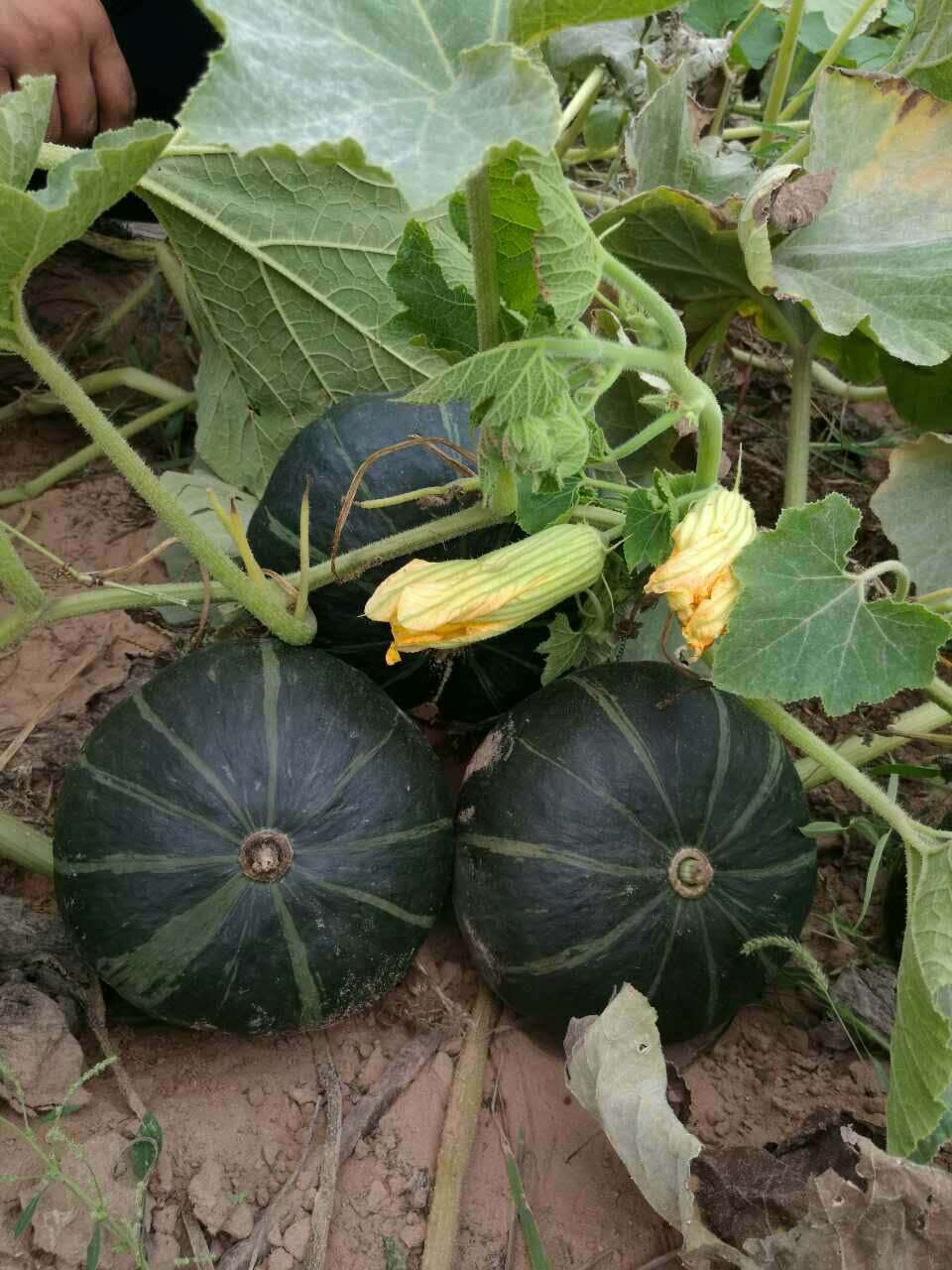 黑南瓜 陕北特产绿色新鲜蔬菜 香甜软糯 产地一件代发直销批发