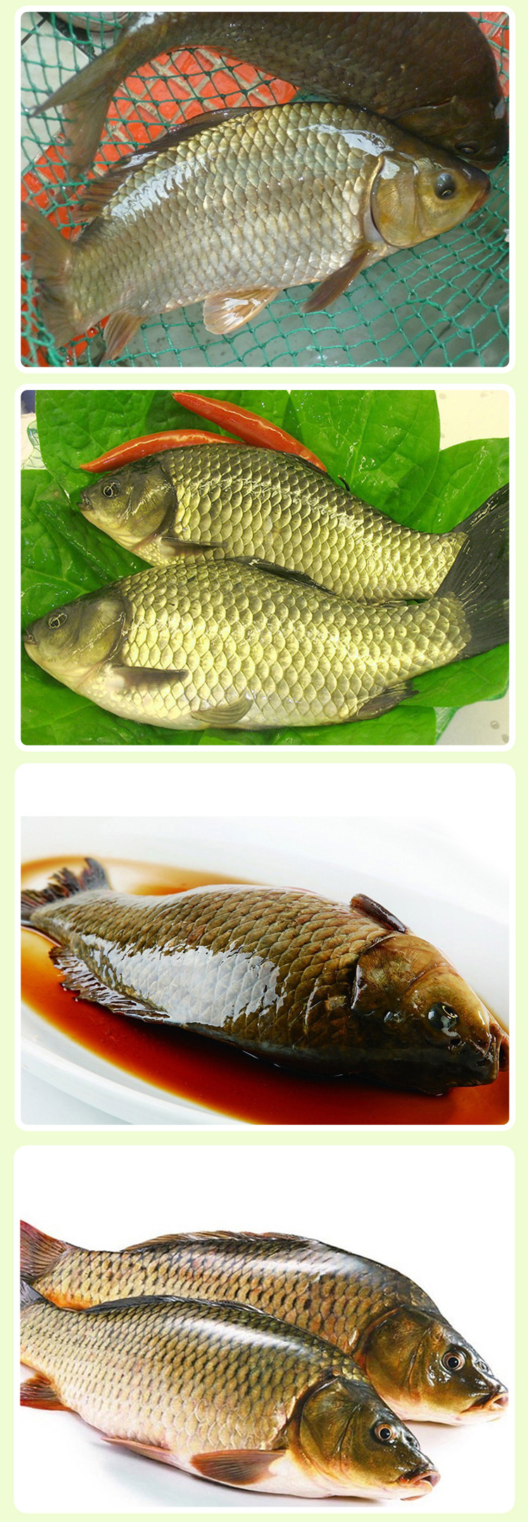 草鱼 活鱼野生鲜活新鲜 昂刺鱼 鲫鱼 草鱼-中国盐化工产业网