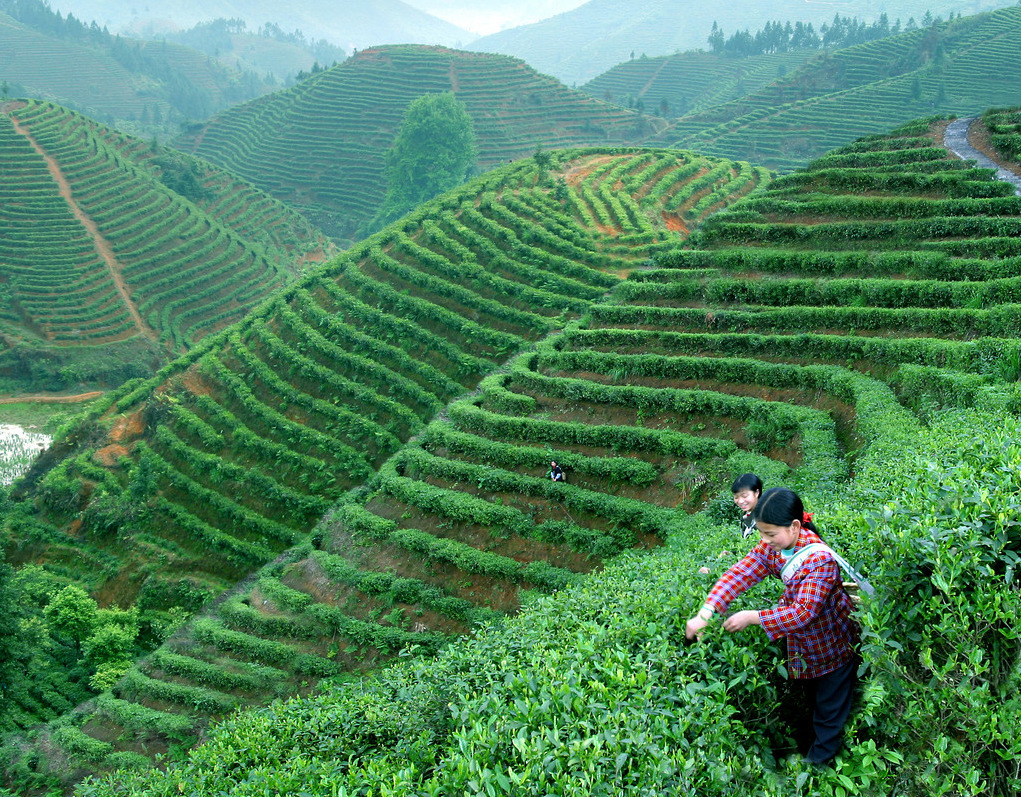 福建乌龙茶安溪铁观音茶叶浓香型礼盒装秋茶产地批发500