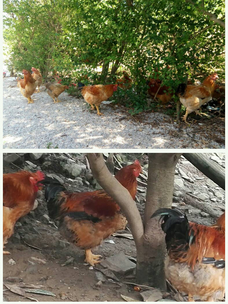 阳山土杂扇鸡 正宗粟米喂养 饭店优选纯正农家鸡 大量批发