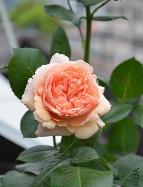 欧洲月季花苗 萨尔曼莎salmanasar 切花月季