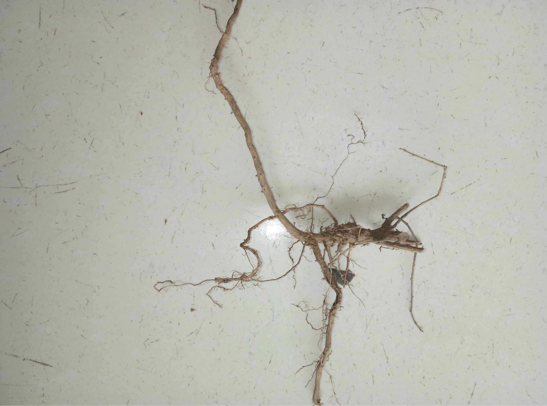 蕲艾根艾种苗栽培七叶根九叶根野生根批发