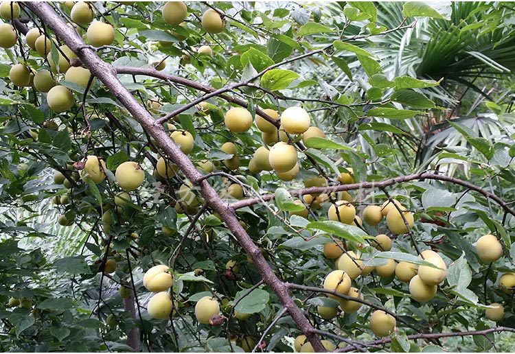 烟熏乌梅 四川产地直销特级乌梅 280粒/kg规格 入药配方酸梅汤料