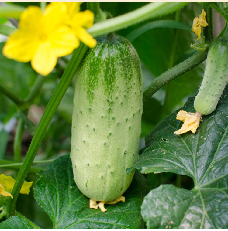 新鲜蔬菜水果绿黄瓜 烟台黄瓜 原产地直供绿色蔬菜5斤装包邮
