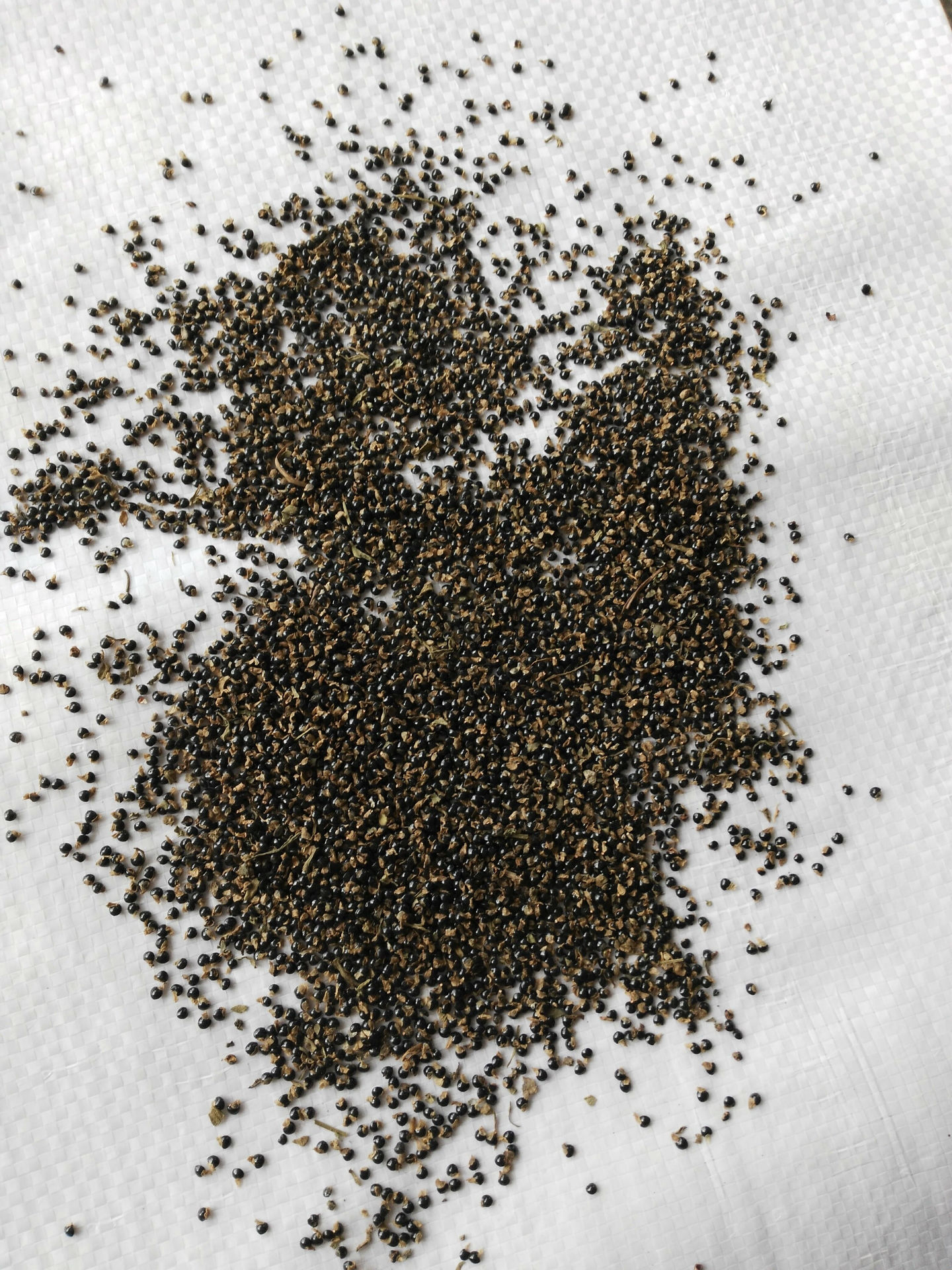 产地批发紫花地丁种子紫花地丁紫花地丁籽13626141721