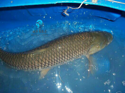 5---13斤草鱼 脆肉腕 广东省水产养殖户 - 养殖批发网