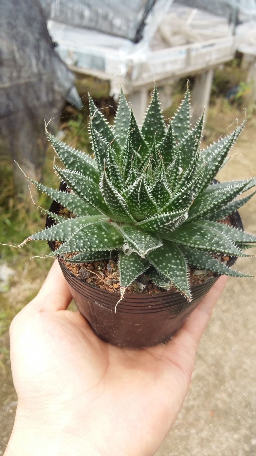 厂家直销 多肉植物批发 波露 小棵 量大从优