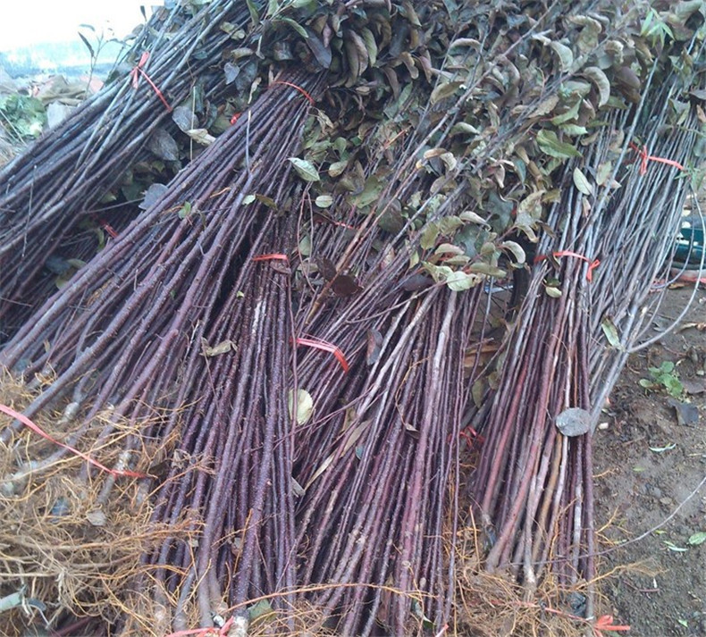 畅销北美海棠苗现货批发 行道绿化海棠苗 观赏海棠苗 欢迎订购