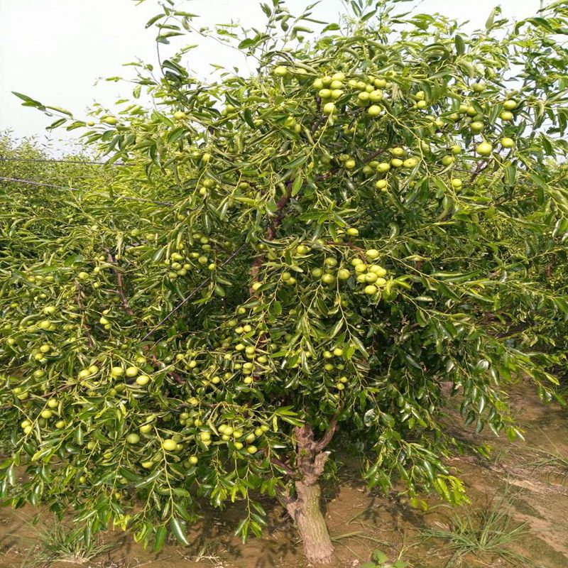 农户直销枣树苗 山东枣苗价格 冬枣二号枣树苗 口感好 糖分高