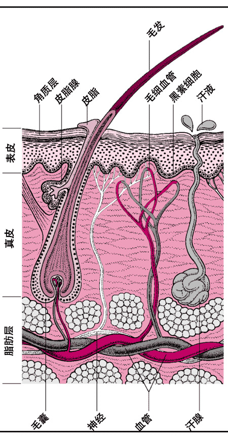 如果你是敏感肌的怎么祛痘 - 阿里巴巴商友圈