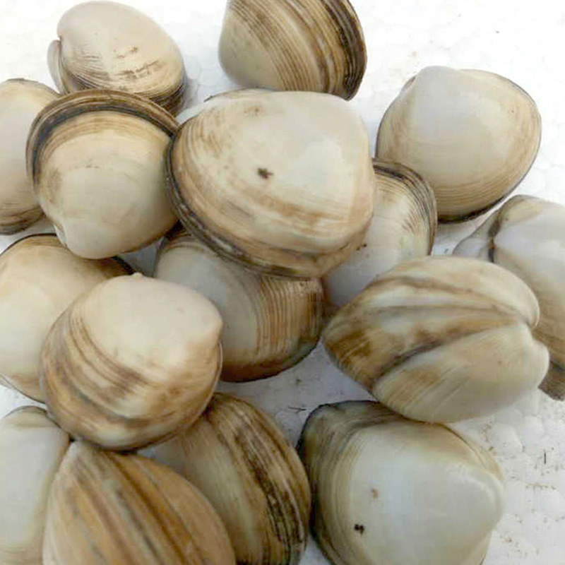 海鲜鲜活白蛤白蛤蜊 一手货源海产品批发 生鲜海鲜大礼包水产批发