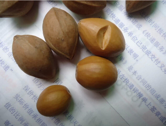 橄榄核原料手工苏工雕刻手串 圆核料1元/个原籽子 广东老油核批发