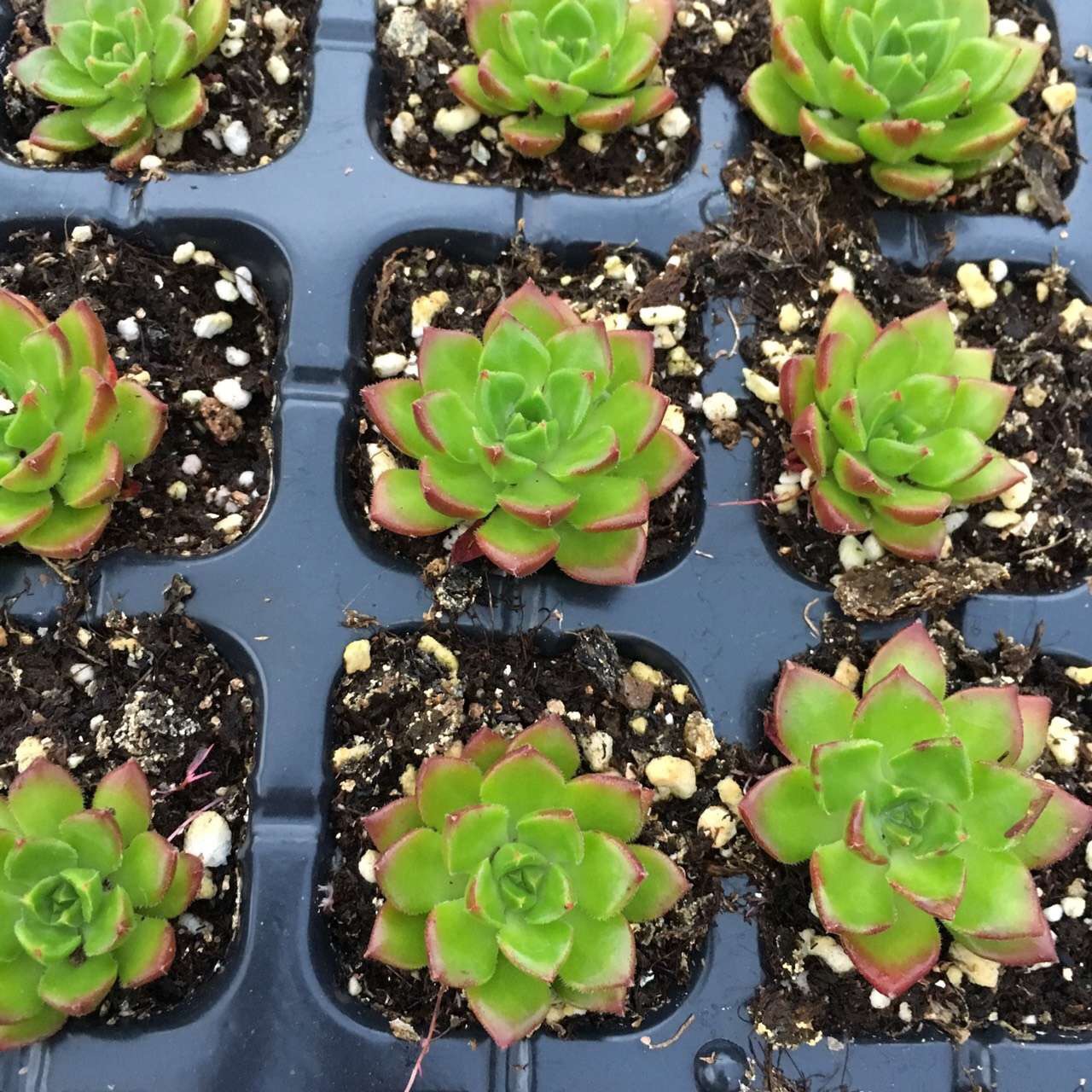 育苗穴盘_育苗穴盘供应商_育苗穴盘批发市场