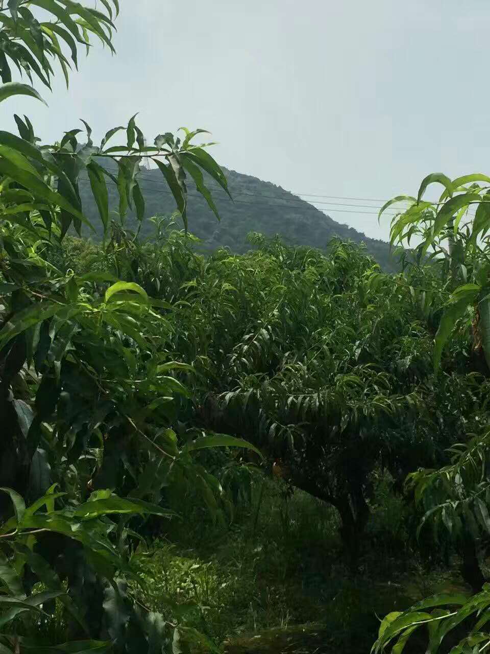 无锡阳山水蜜桃桃树苗起苗发苗啦!